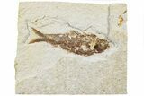 Fossil Fish (Knightia) - Green River Formation #233113-1